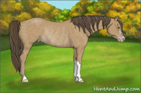Horse Color:Sable Cream Champagne Rabicano 