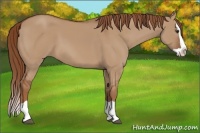 Horse Color:Red Dun Splash 