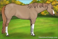 Horse Color:Red Dun 