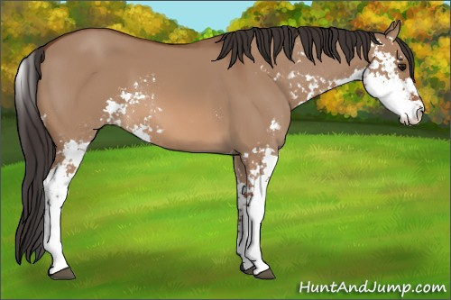 Horse Color: Bay Dun Sabino 
