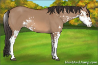 Horse Color:Bay Dun Sabino 