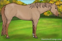 Horse Color:Red Dun 
