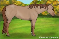 Horse Color:Red Dun 