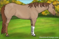 Horse Color:Red Dun 