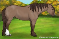 Horse Color:Liver Red Dun 