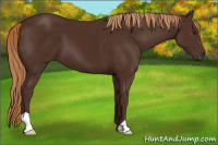 Horse Color:Gray Chestnut 
