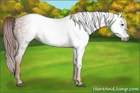 Horse Color:Gray Chestnut 