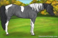 Horse Color:Blue Roan Tobiano