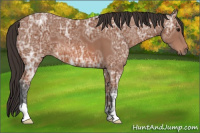 Horse Color:Bay Ice 