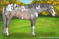 Horse Color:White Spotted Brown Splash Appaloosa 