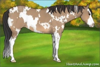 Horse Color:White Spotted Bay Dun Splash 