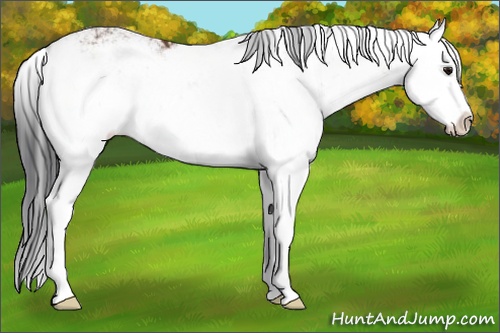 Horse Color: Bay Sabino Splash 