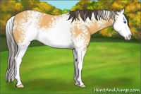 Horse Color:White Spotted Buckskin Sabino Splash 