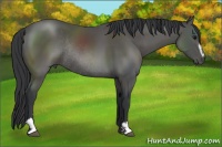 Horse Color:Black Sabino Rabicano 
