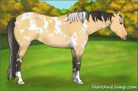 Horse Color:White Spotted Buckskin Dun 