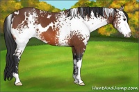 Horse Color:White Spotted Bay 