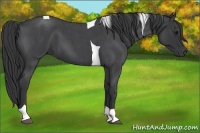 Horse Color:Blue Roan Tobiano