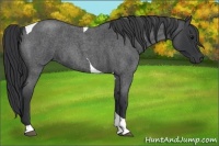 Horse Color:Blue Roan Tobiano 