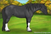 Horse Color:Blue Roan 