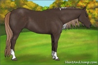Horse Color:Liver Chestnut Tobiano 