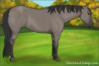 Horse Color:Grullo 