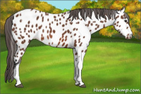 Horse Color:Bay Tobiano Near Leopard