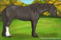 Horse Color:Smoky Black 