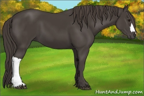 Horse Color: Smoky Black 