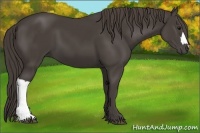 Horse Color:Smoky Black 