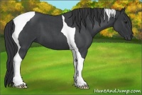 Horse Color:Blue Roan Tobiano 