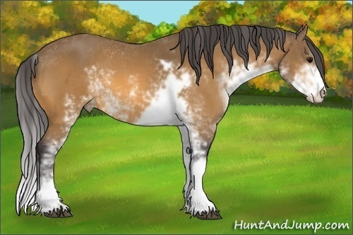Horse Color: Buckskin Sabino 