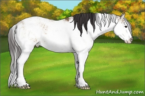Horse Color: Buckskin Sabino 