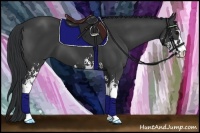 Horse Color:Black Sabino 