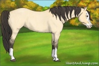 Horse Color:Buckskin Roan Dun Splash 
