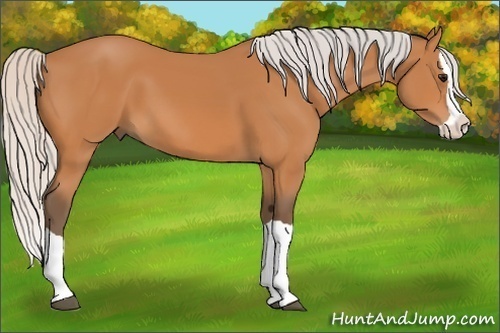Horse Color:Silver Bay Splash 