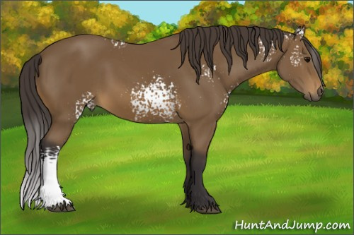 Horse Color: White Spotted Buckskin Sabino 