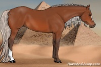 Horse Color:Silver Bay 
