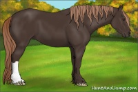 Horse Color:Liver Chestnut 