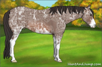 Horse Color:Bay Ice Roan Sabino