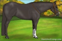 Horse Color:Smoky Black 