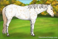 Horse Color:Buckskin Roan Dun Near Leopard 