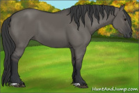 Horse Color:Grullo 