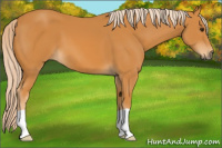 Horse Color:Palomino 