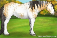 Horse Color:White Spotted Buckskin 