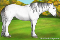 Horse Color:Gray White Spotted Bay