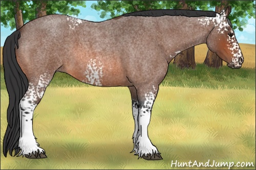 Horse Color: White Spotted Bay Roan 