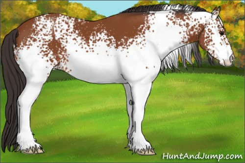 Horse Color: White Spotted Bay 
