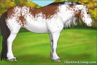 Horse Color:White Spotted Bay 