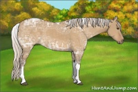 Horse Color:White Spotted Silver Buckskin Ice Dun Tobiano 