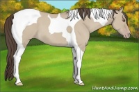 Horse Color:Classic Champagne Dun Tobiano 